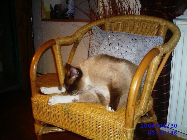 voila mon chat (épice)