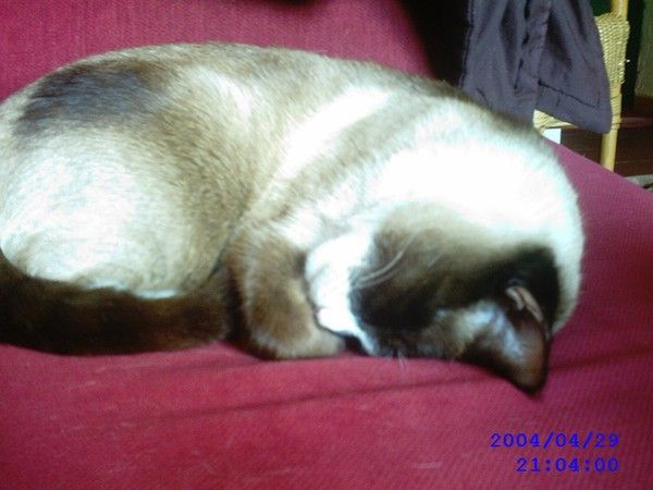 voila mon chat (épice)